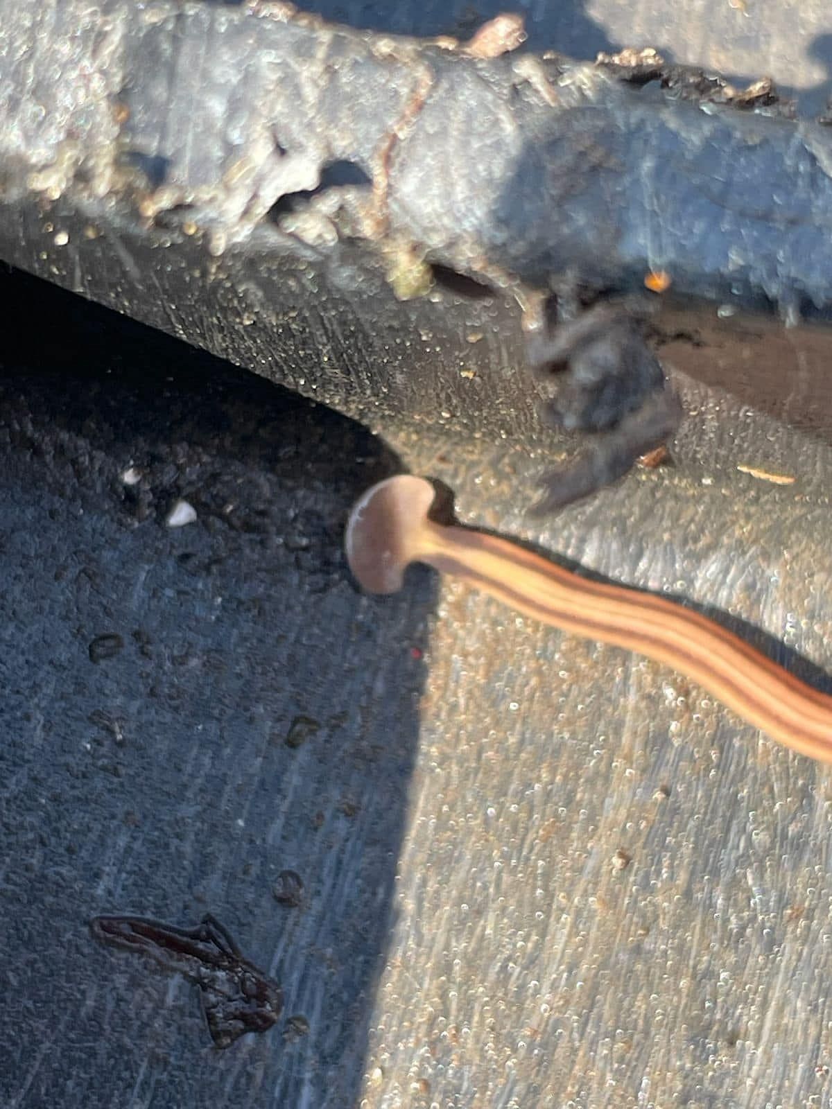 Invasive hammerhead worms are invasive species (Image via Facebook/Deep Six Pest Control)